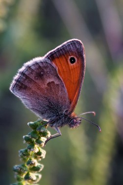 Pillangó ellenfényben